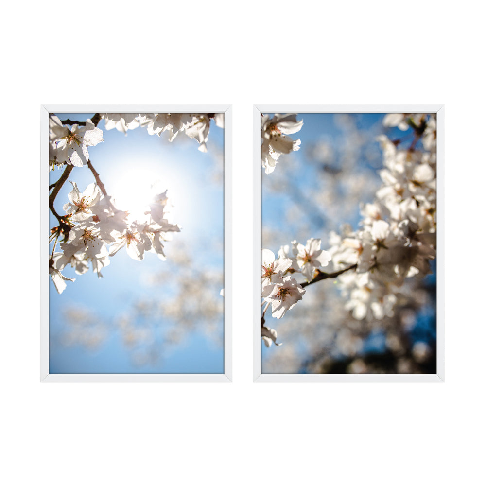 Composição de quadros Flor de Cerejeira Branca