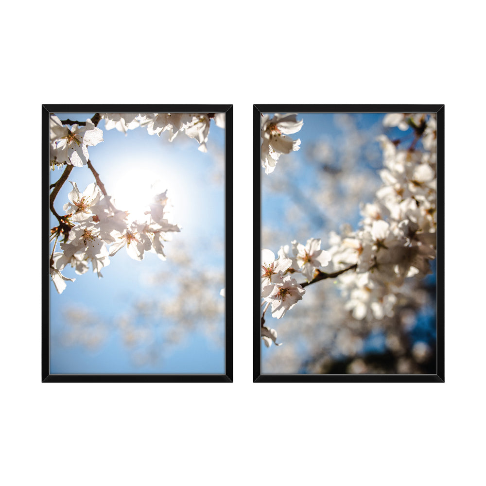 Composição de quadros Flor de Cerejeira Branca