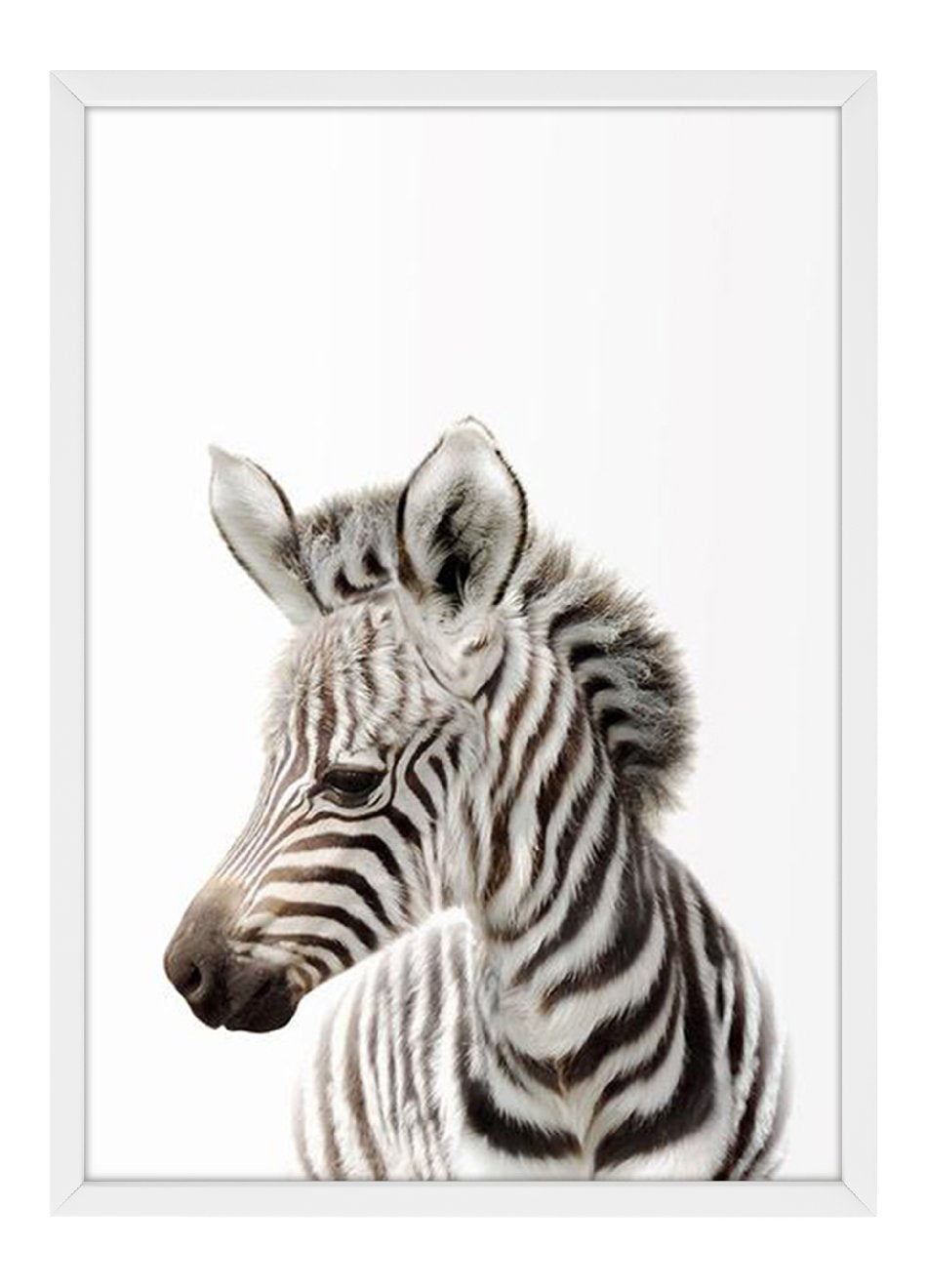 Quadro Bebê Zebra