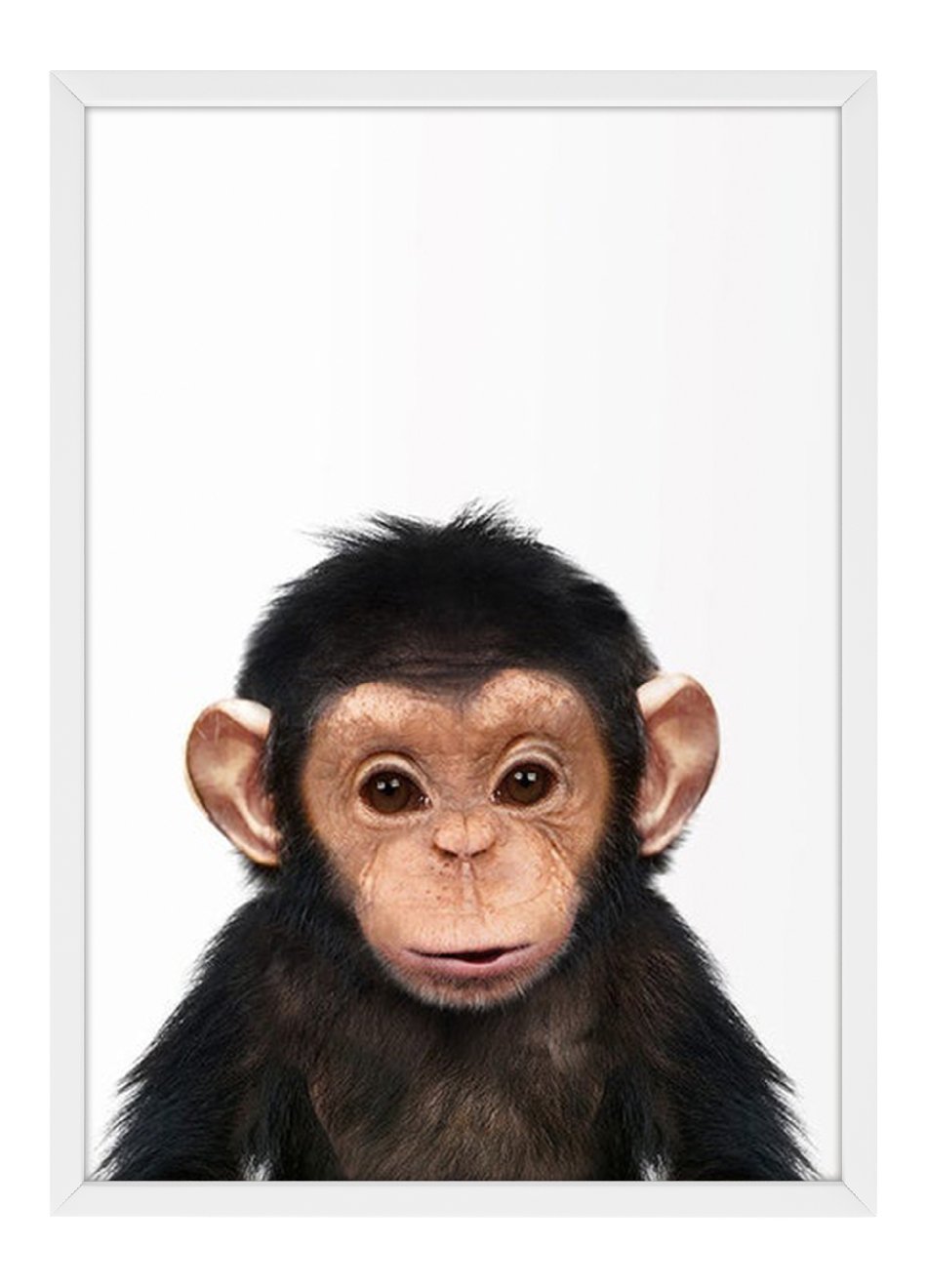 Quadro Bebê Chimpanzé