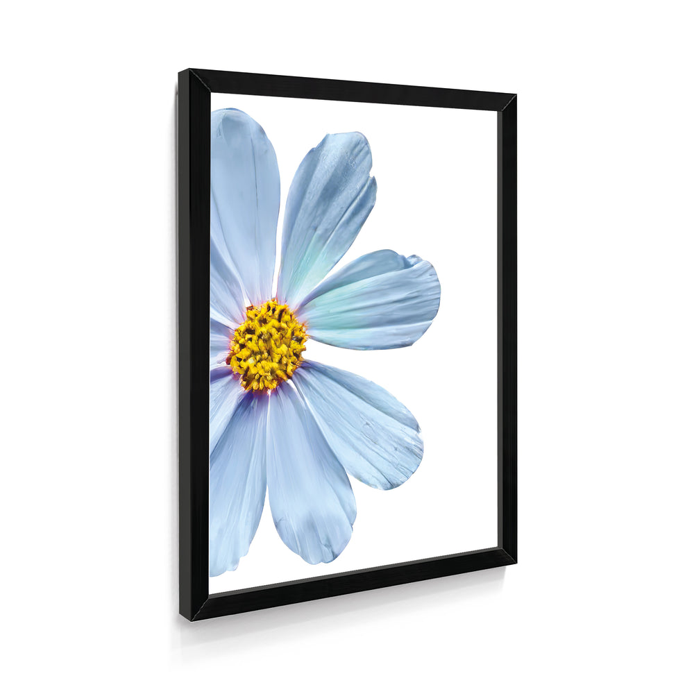 Quadro Margarida Azul