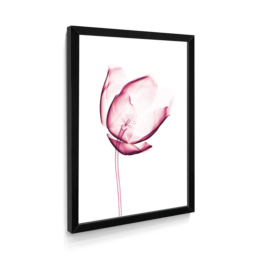 Quadro Flor Tulipa cor de Rosa