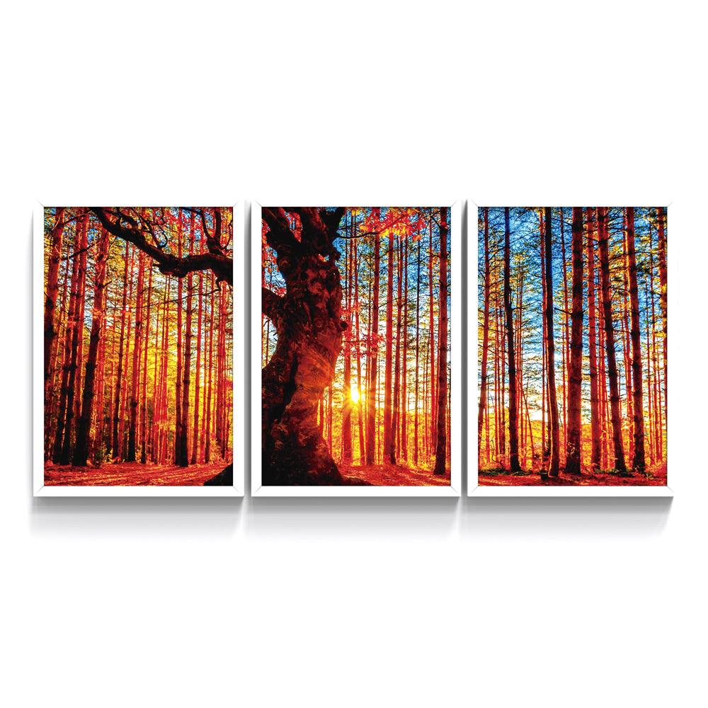 Composição de quadros Luz do Sol Floresta