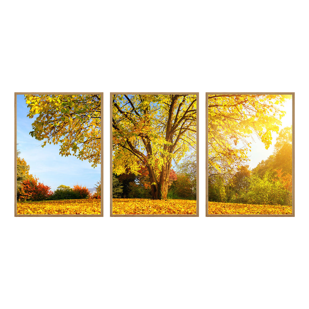 Composição de quadros Árvore Amarela