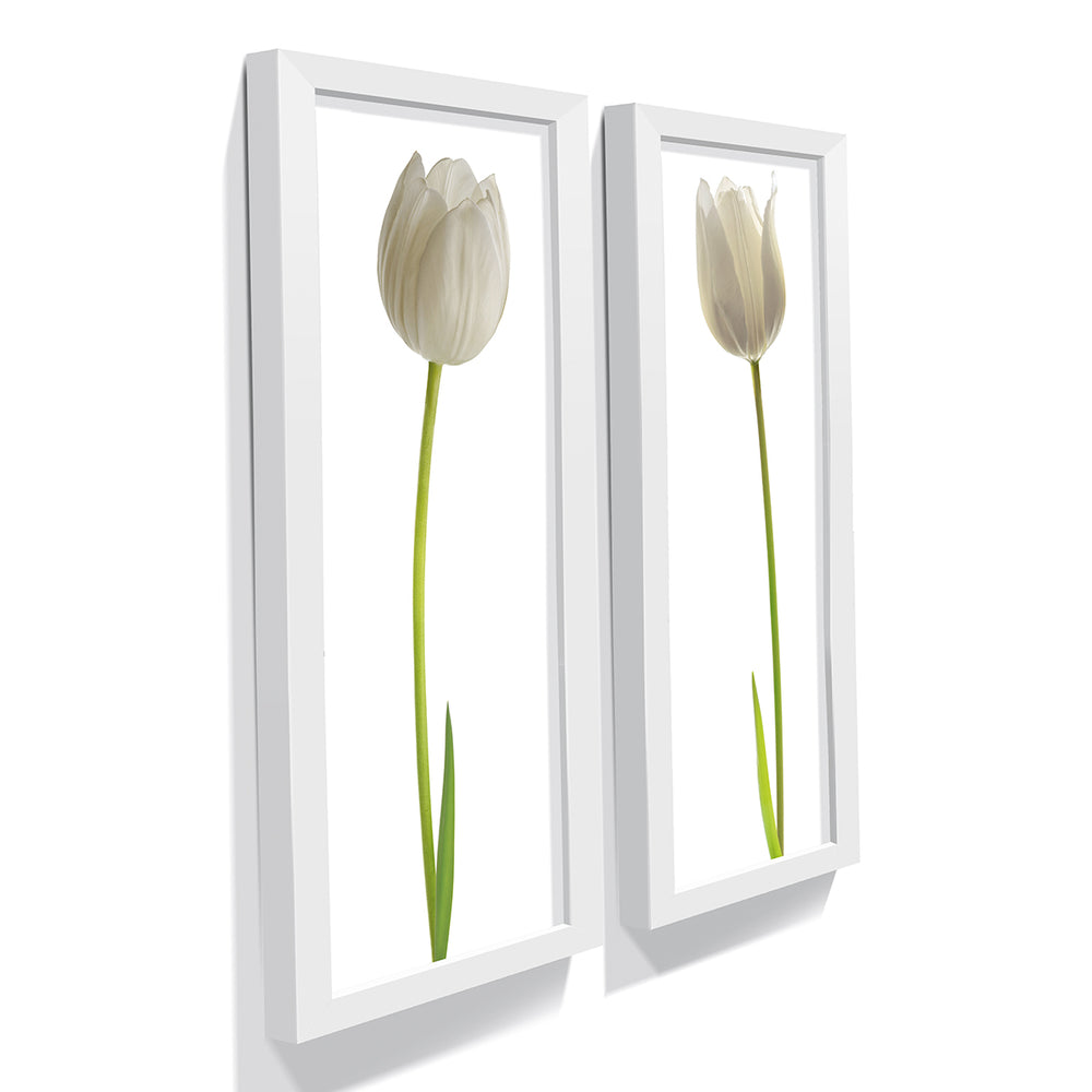 Composição de Quadros Tulipa Branca