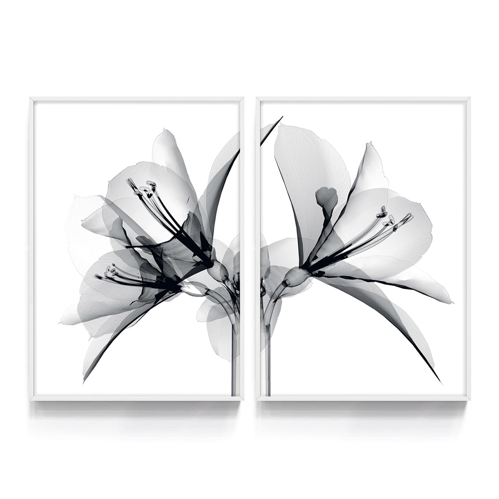 Composição de quadros Duo Raio-X Botânico